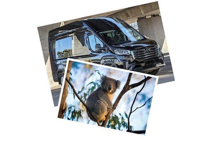 A black vehicle and a koala on a tree branch. 4