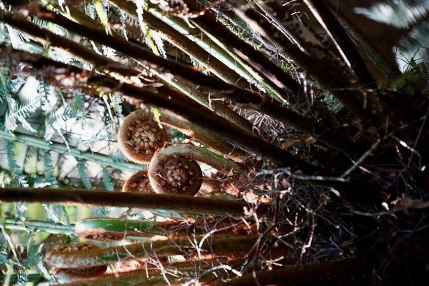 Un árbol con vainas colgantes y un denso sotobosque de helechos. 3