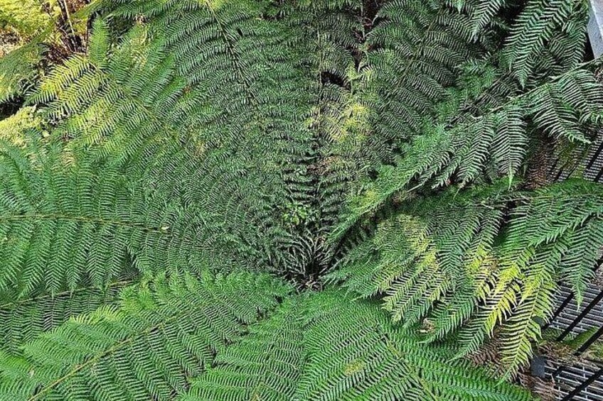 A dense fern forest with a variety of ferns and mosses. 2