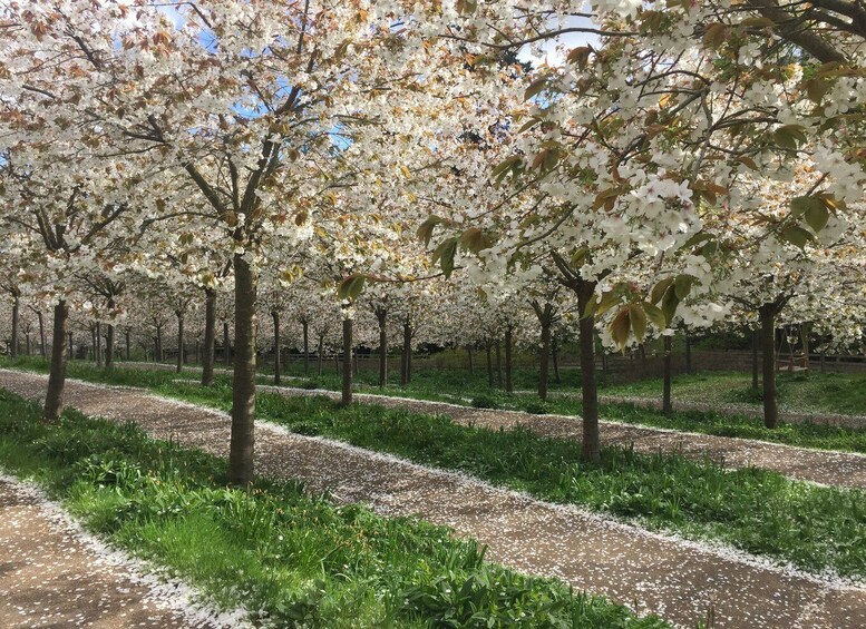 A cherry blossom orchard with rows of trees and a path covered with fallen petals. 3