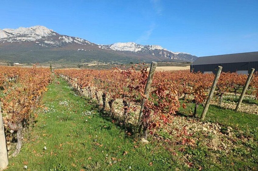 Private Rioja Wine Tour from San Sebastián & Laguardia Village 1