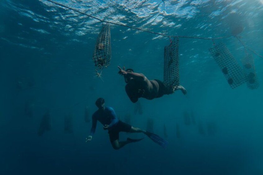 An underwater scene with divers and fishing nets. 2