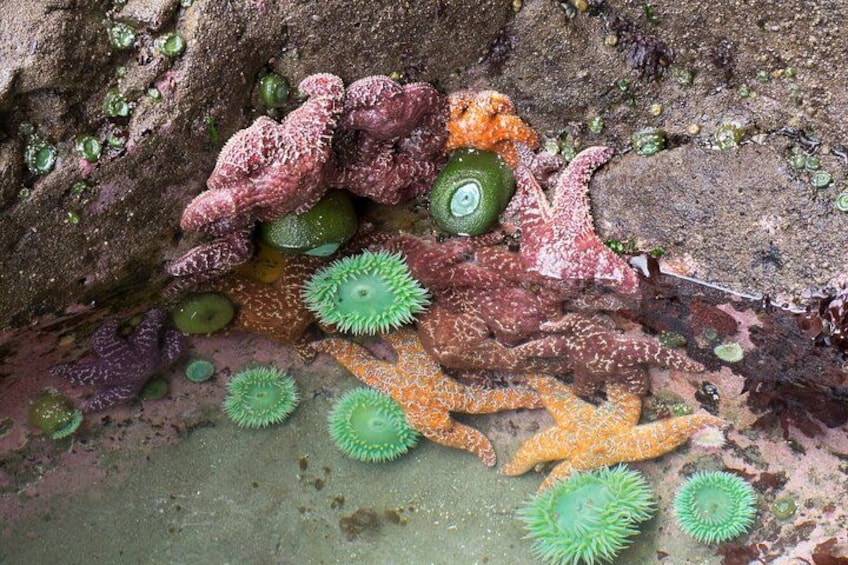 Anemone at Second Beach 5