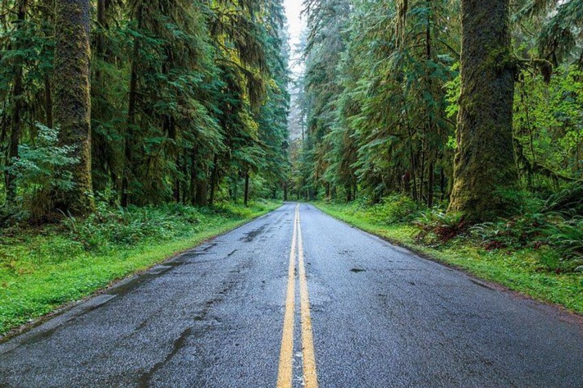 Road to Hoh Rainforest 3