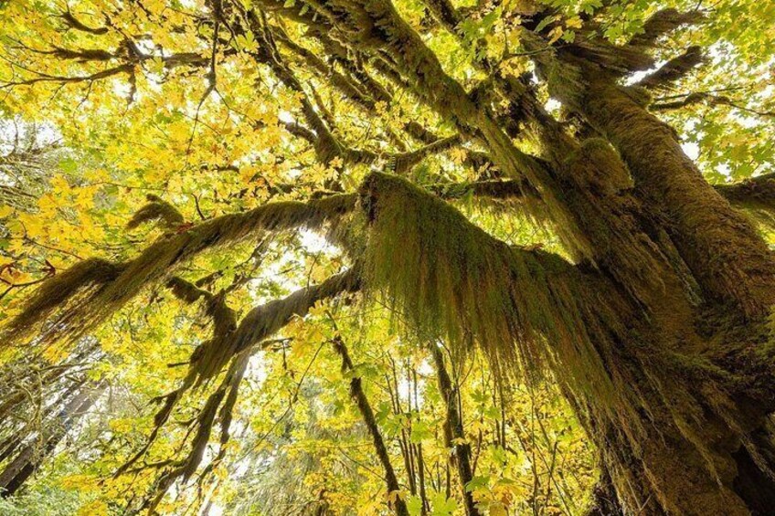 Hoh Rainforest 3