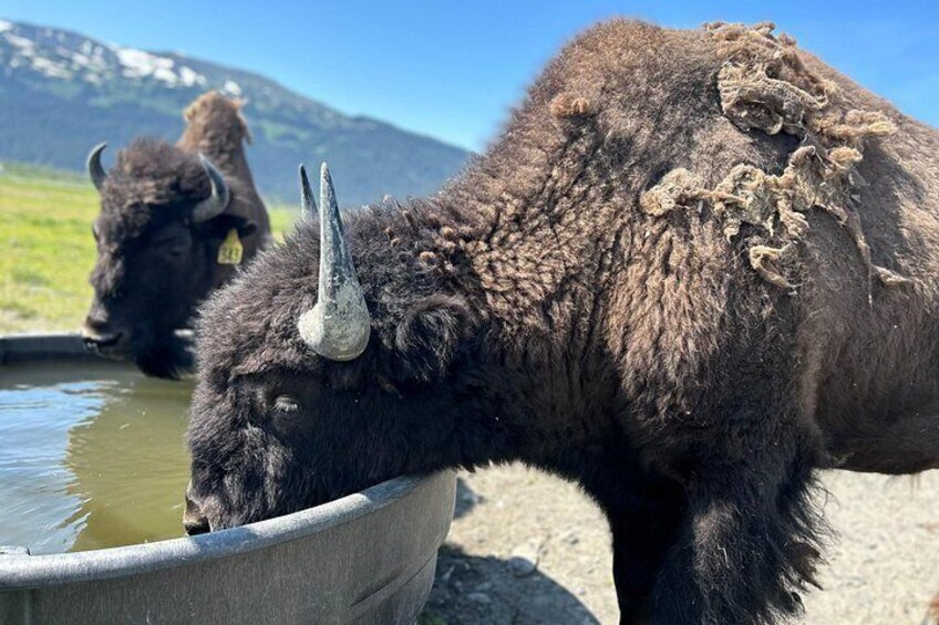 Wood Bison 2