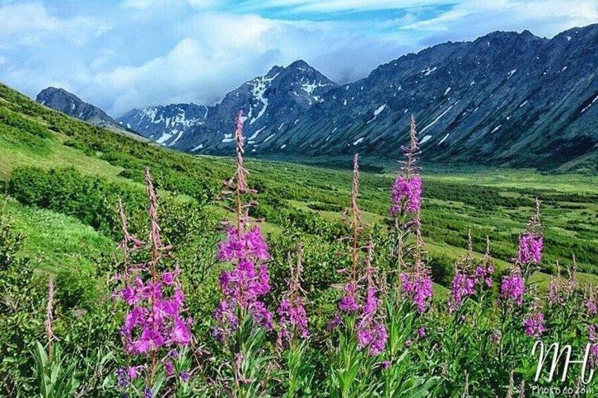 Beautiful Fireweed 4