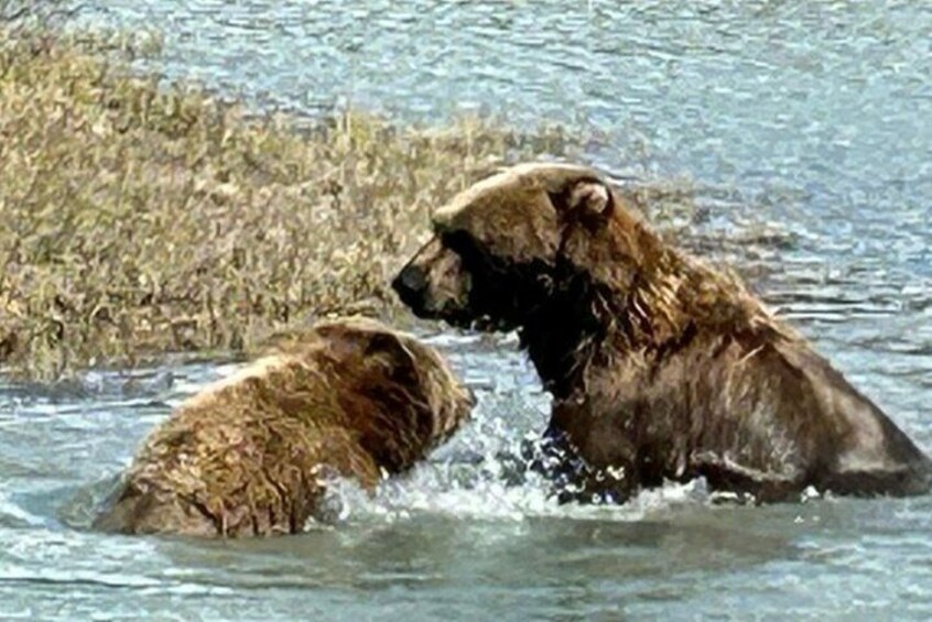 Dos osos en el agua. 5