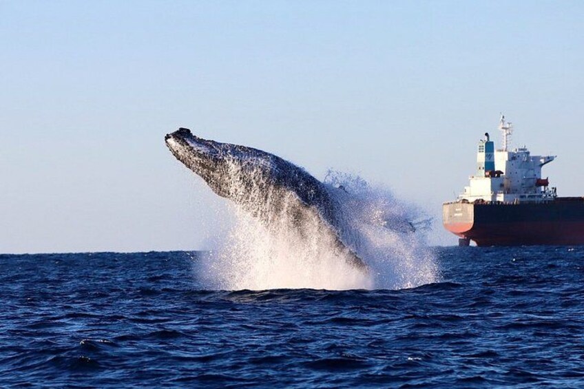 Whale Watching Discovery Tour from Lake Macquarie 3