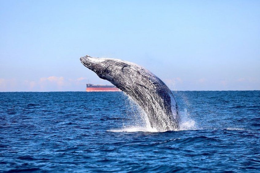 Whale Watching Discovery Tour from Lake Macquarie 2