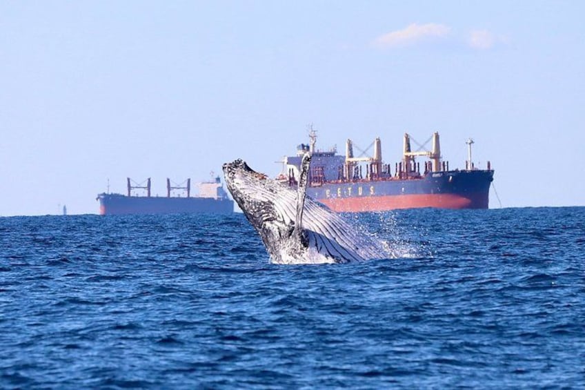 Whale Watching Discovery Tour from Lake Macquarie 4