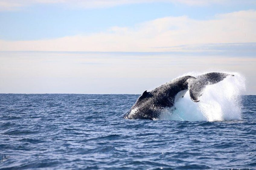 Whale fluke 3