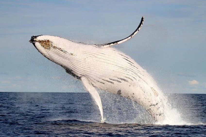 Whale Watching Lake Macquarie NSW 1