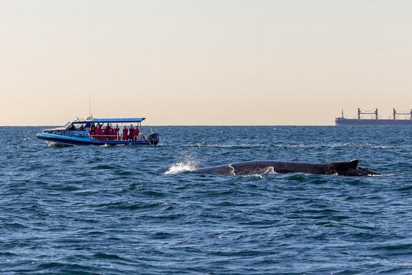A blue boat with people on it, a whale in the water, and a cargo ship in the background. 2