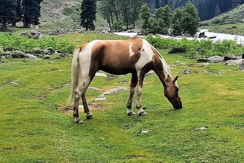 A horse grazing in a grassy field with a mountainous background. 3