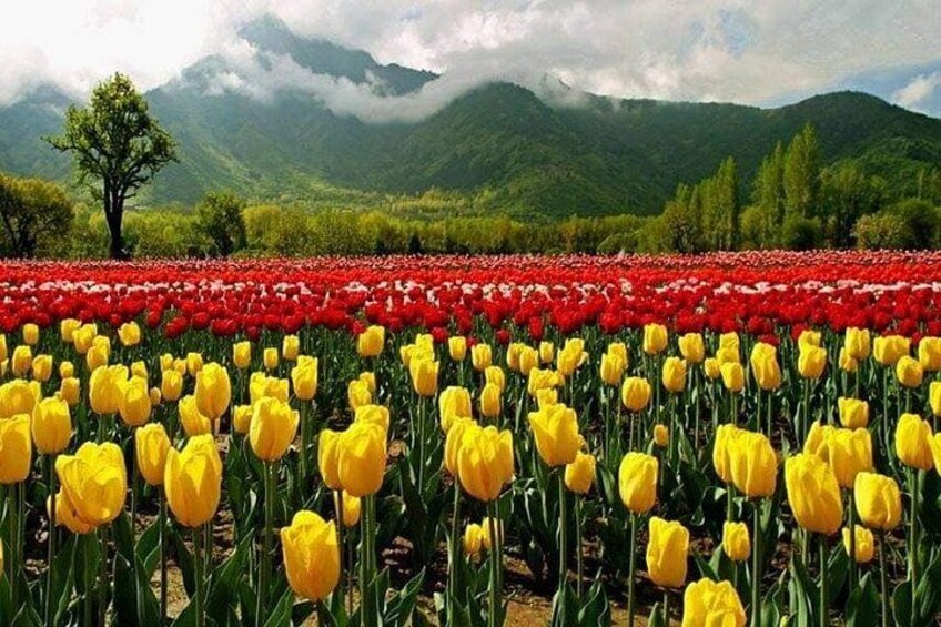 A field of yellow tulips in front of a mountain range. 4
