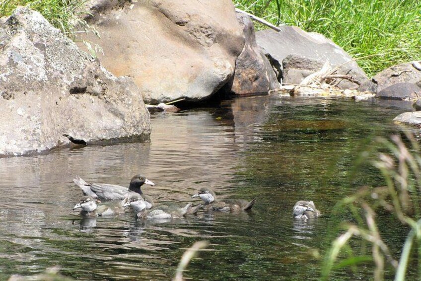 See the endangered whio or blue duck that live on the river 2