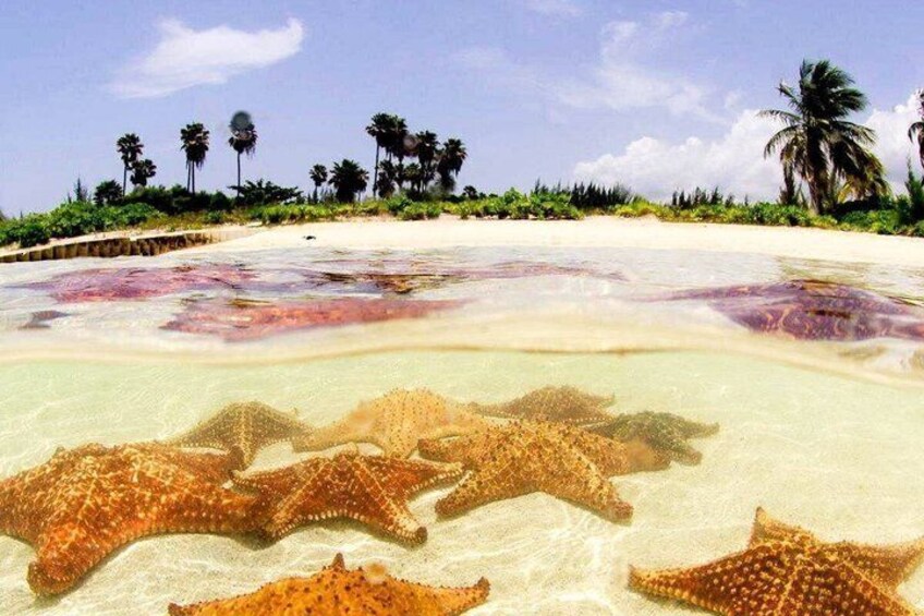 Grand Cayman: Stingray City, Starfish Point & Crystal Caves 4