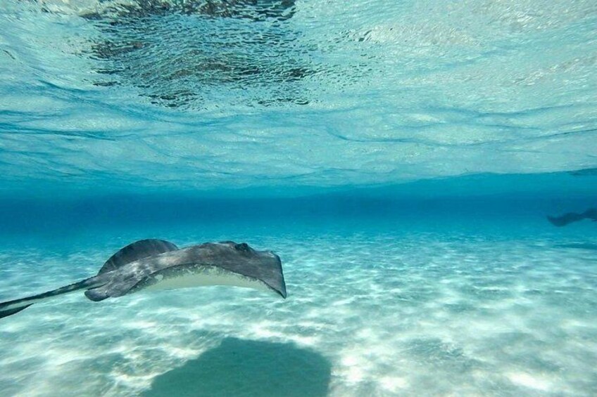 Grand Cayman: Stingray City, Starfish Point & Crystal Caves 4