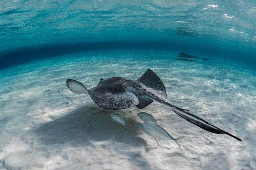 Grand Cayman: Stingray City, Starfish Point & Crystal Caves 2