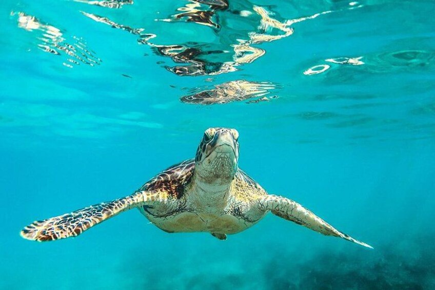 A sea turtle swimming underwater. 2