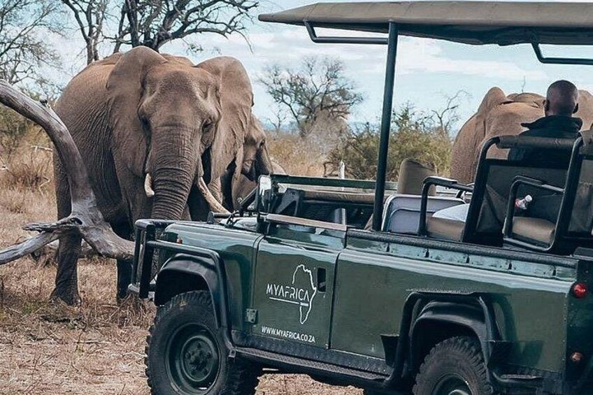 Amazing Full Day Kruger National Park Big 5 Safari 1