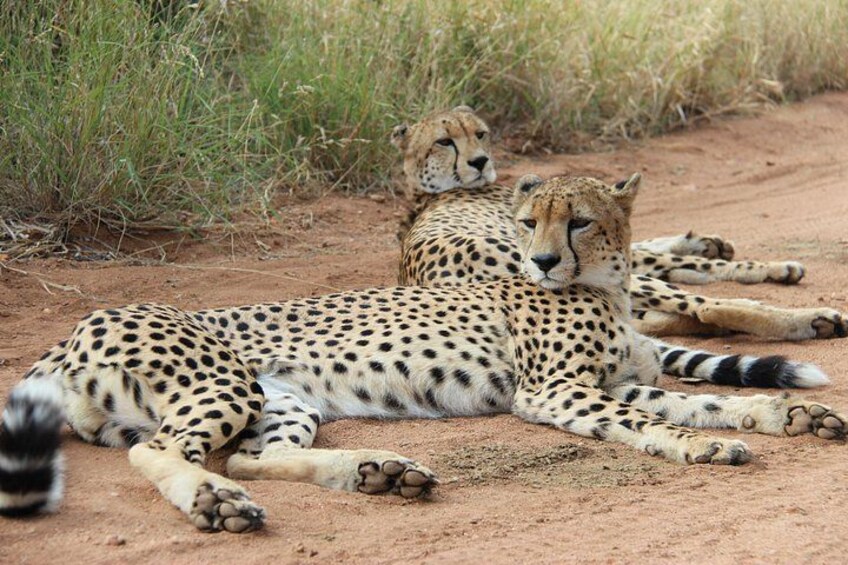 Amazing Full Day Kruger National Park Big 5 Safari 3