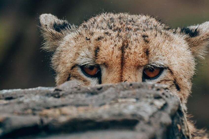 Amazing Full Day Kruger National Park Big 5 Safari 4
