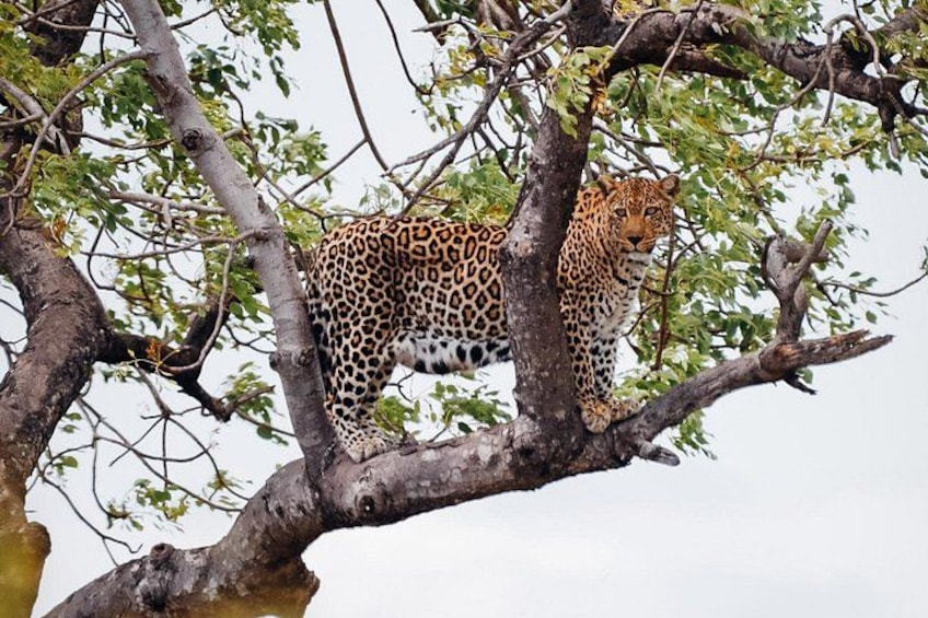 Amazing Full Day Kruger National Park Big 5 Safari 5