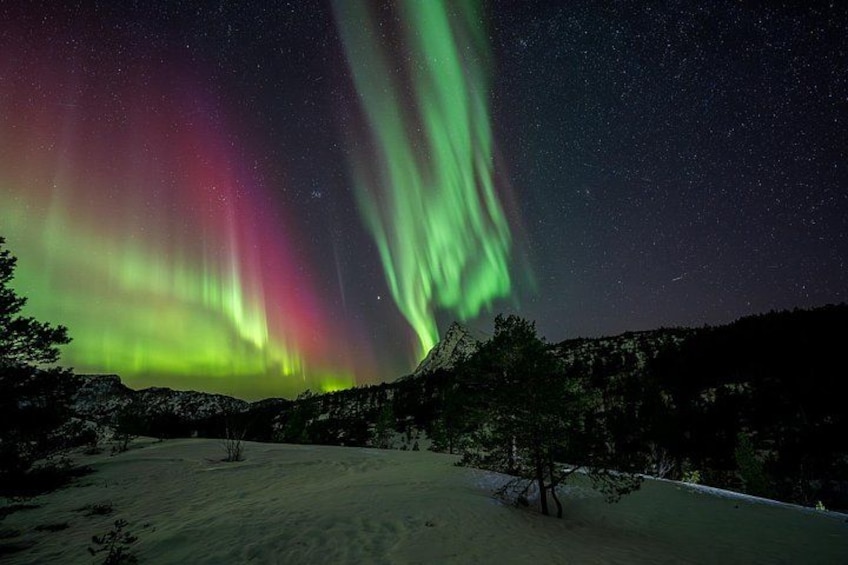 The Northern Lights over a snowy landscape with trees. 3