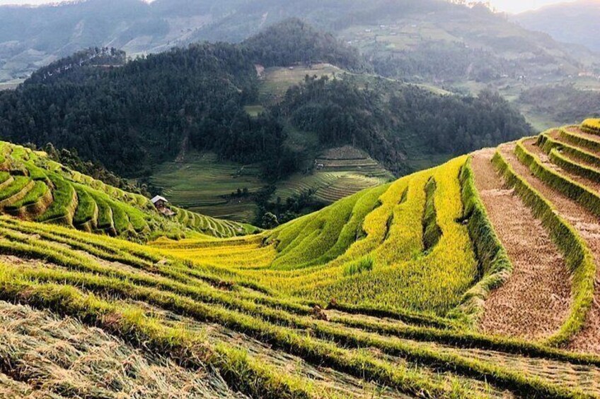 Terraced rice fields, rolling hills, and a forested valley. 4
