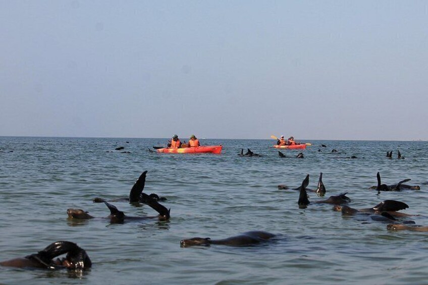 Half Day Original Seal Kayak Adventure, Pelican Point, Walvis Bay 3
