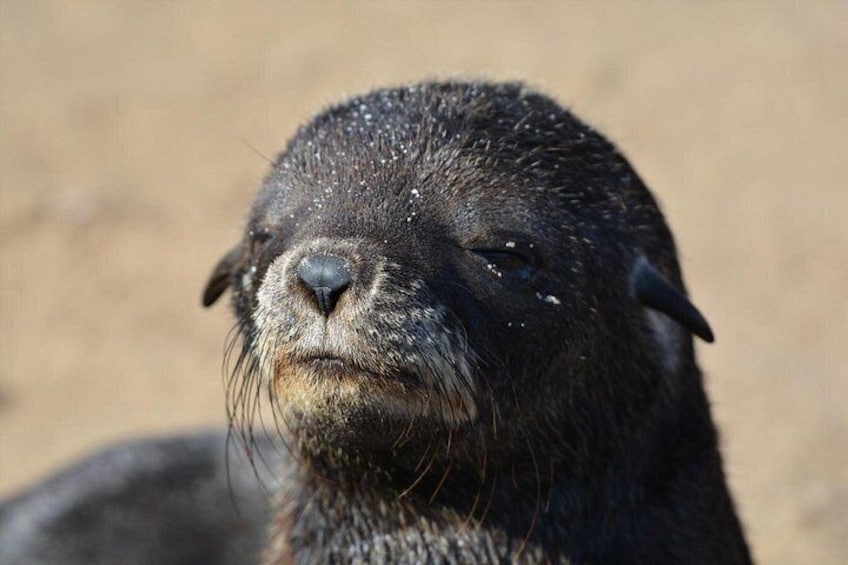 Cute baby seal 2