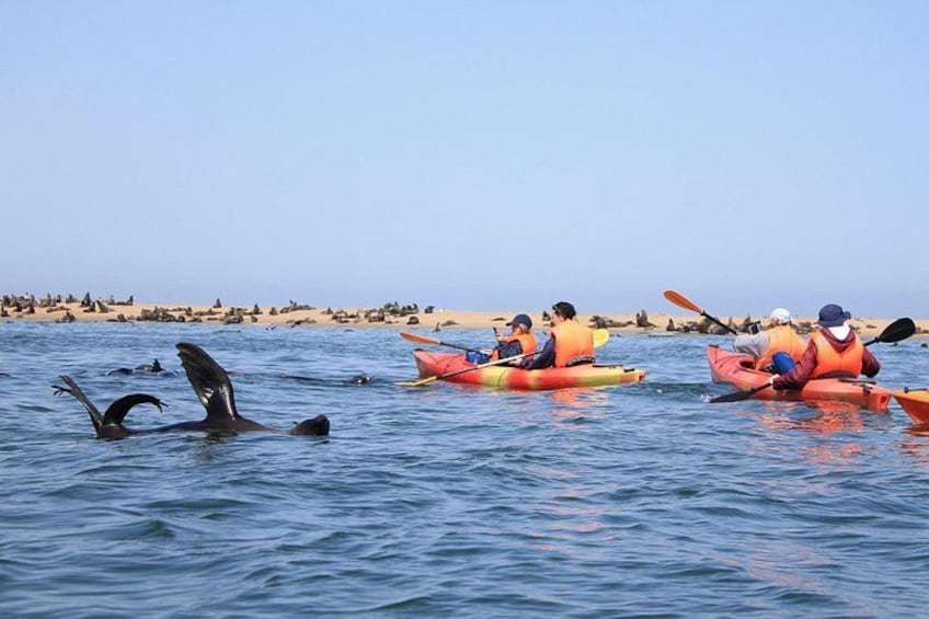Menschen paddeln mit ihren Kajaks an einem Strand, während Delfine im Wasser spielen. 3