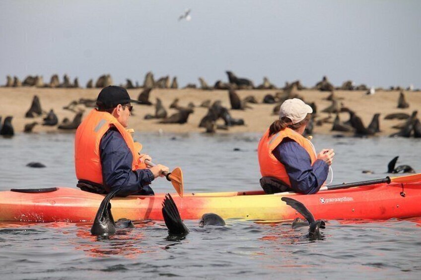 Half Day Original Seal Kayak Adventure, Pelican Point, Walvis Bay 5