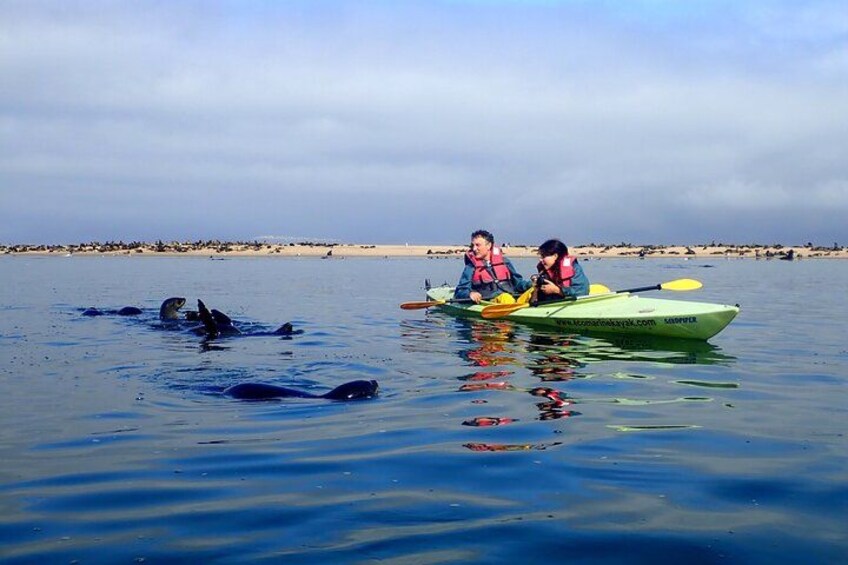 Two people kayaking on calm water with dolphins nearby. 3
