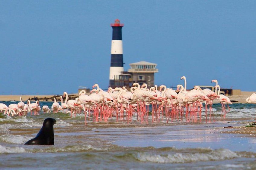 Half Day Original Seal Kayak Adventure, Pelican Point, Walvis Bay 3