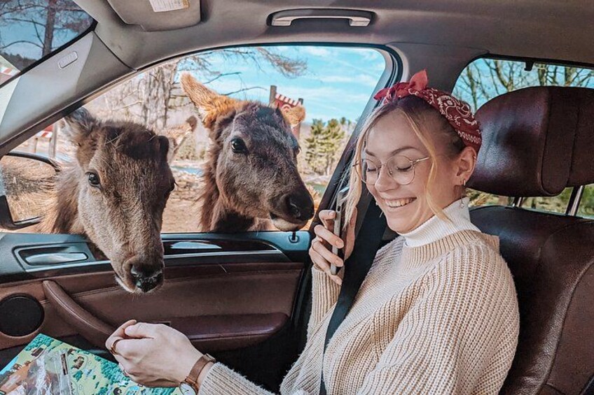 A person in a car with two donkeys sticking their heads out of the window. 3