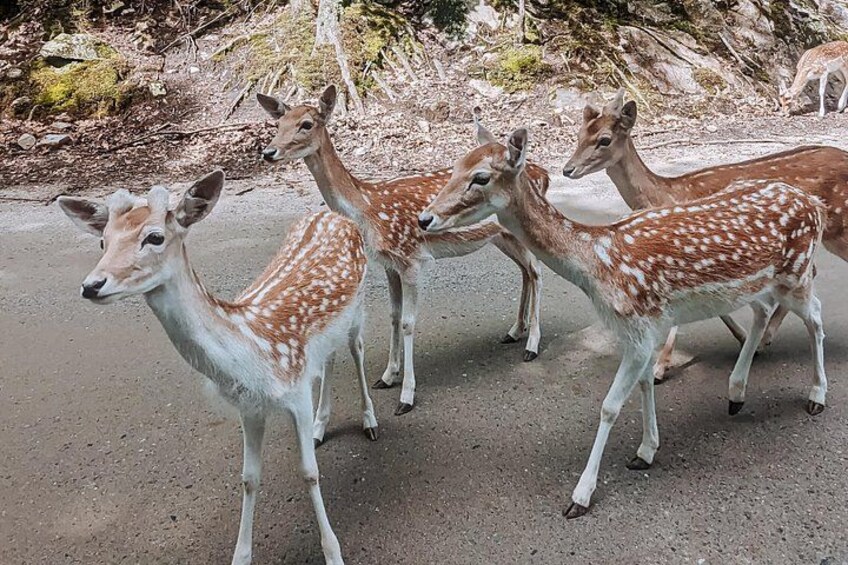 Un groupe de cerfs marchant sur un sentier de terre. 4