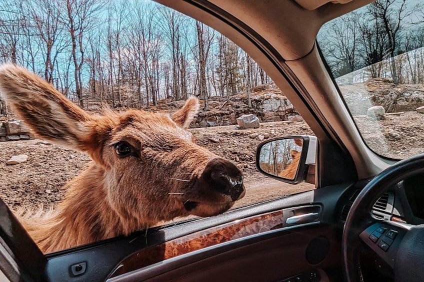 A moose inside a car, looking out the window. 1