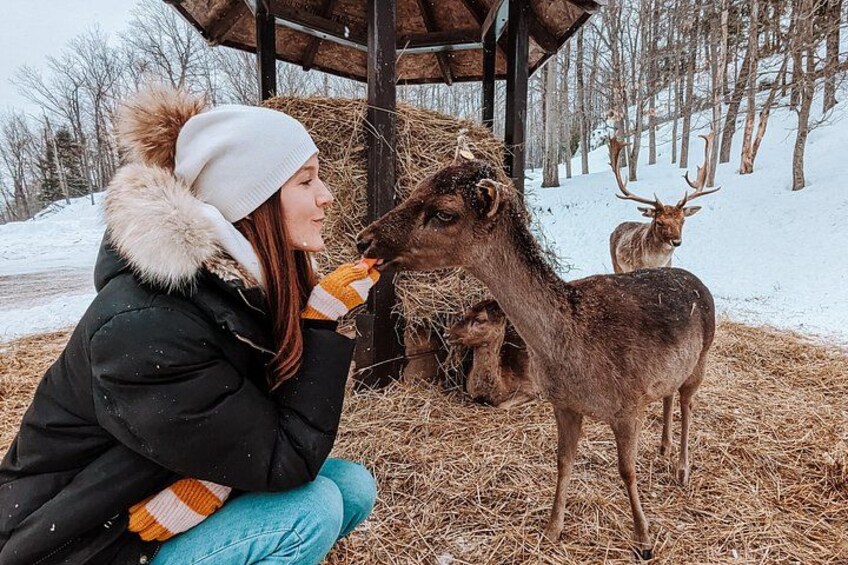 Une personne nourrit un cerf dans un décor extérieur enneigé, avec des balles de foin et une structure en bois en arrière-plan. 5