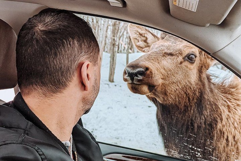 A person in a vehicle with a deer visible through the window. 2
