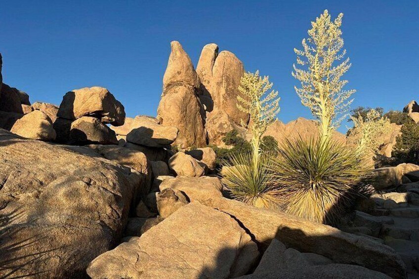 Joshua Tree National Park Private Sightseeing Adventure Tour 3