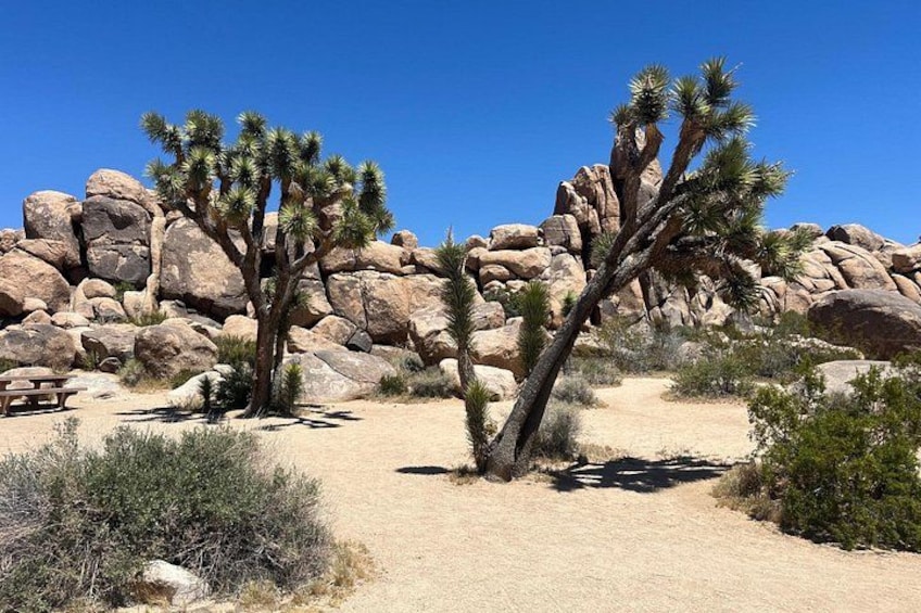 Joshua Tree National Park Private Sightseeing Adventure Tour 5