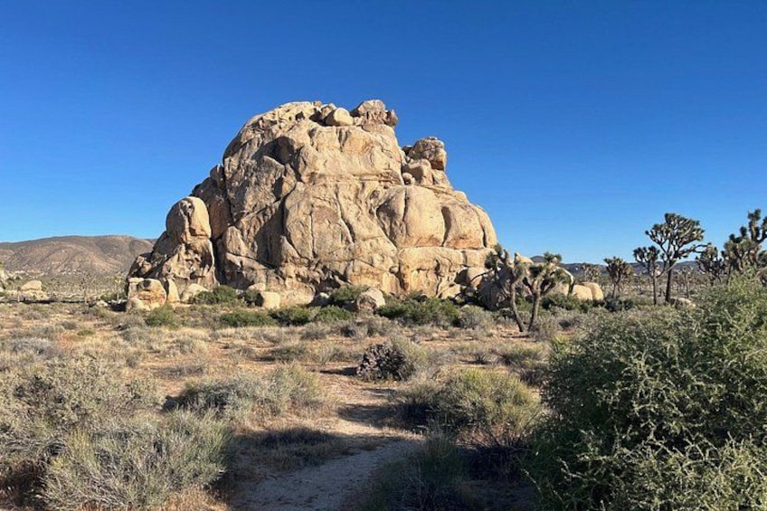 Joshua Tree National Park Private Sightseeing Adventure Tour 3