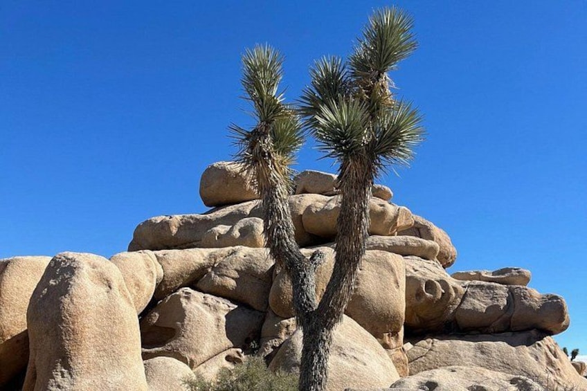 Joshua Tree National Park Private Sightseeing Adventure Tour 2