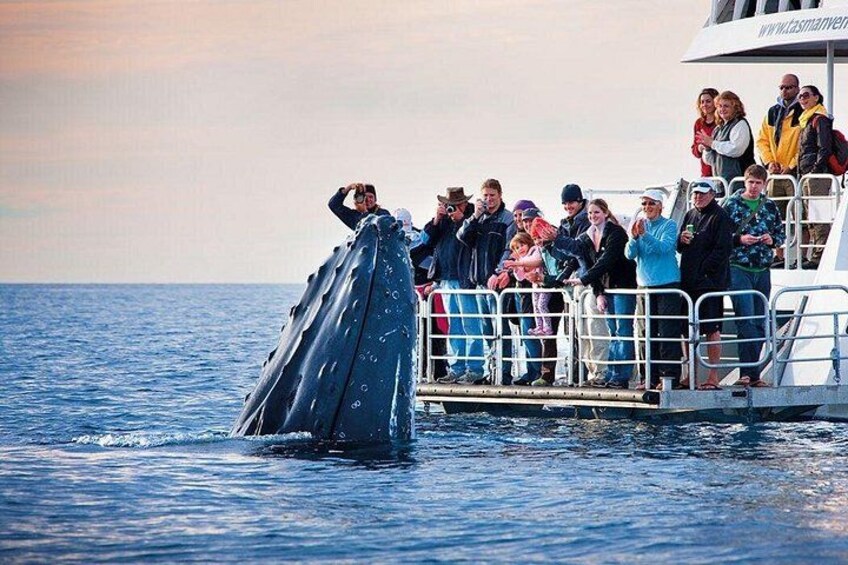 En hval springer op nær en båd med passagerer. 3