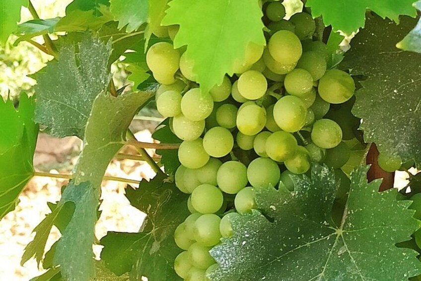 Un racimo de uvas verdes en una vid con hojas grandes y verdes. 4