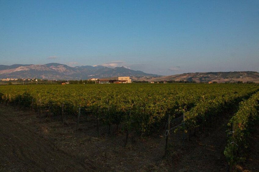 Visit and tasting 30 minutes from Pescara Entry 2