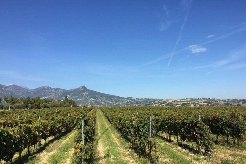 Visit and tasting 30 minutes from Pescara Entry 1